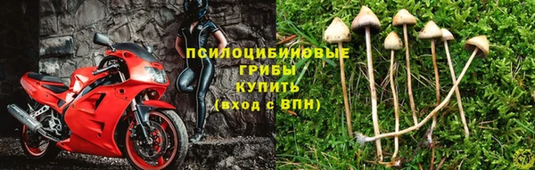 ешки Аркадак